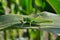 Green grasshopper locust eats young leaves of corn