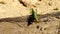 Green grasshopper. Locust insect close-up. Grasshopper on a log