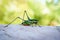 Green grasshopper or locust macro shot on a outdoor terrace.