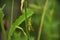 Green grasshopper lurked in forest grass. Wildlife, insects, macro, fauna, flora, background, wallpaper, nature