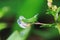 Green grasshopper is masked among green leaves in sunny