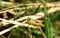 Green Grasshopper in nature standing on grass, close-up