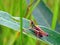 Green Grasshopper (Omocestus viridulus)
