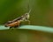 Green Grasshopper, Omocestus viridulus