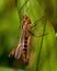 Green Grasshopper, Omocestus viridulus