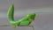 Green grasshopper over gray blurred background
