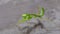 Green grasshopper over gray blurred background