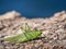 Green grasshopper over a rock