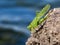 Green grasshopper over a rock