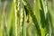 Green grasshopper on paddy rice