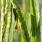 Green grasshopper on paddy rice