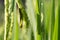 Green grasshopper on paddy rice