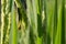 Green grasshopper on paddy rice
