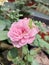 a green grasshopper perched on a pink rose