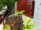 A green grasshopper perched on a weathered wooden fence.