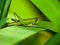 Green grasshopper on plant