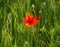 Green grasshopper on poppy flower