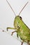 Green grasshopper portrait