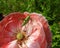 Green grasshopper on red poppy, Lithuania