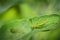 Green grasshopper resting on the leaves of grass