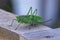 A green grasshopper sits on a board in profile. Close-up
