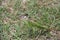Green grasshopper sitting in green grass