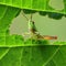 A green grasshopper is sitting on a green leaf. Macro photography.