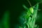 Green grasshopper is sitting on a leaf, Great green bush-cricket, Orthoptera, Arthropoda