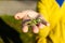 Green grasshopper sitting on palm of human hand