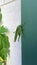 green grasshopper sitting on wall