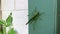 green grasshopper sitting on wall