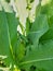 Green grasshopper sitting on young green leaves