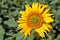 Green grasshopper on sunflower