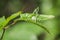 Green grasshopper - Tettigonia viridissima