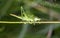 Green grasshopper Tettigonia viridissima