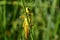 Green grasshopper on thin grass