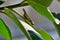 Green grasshopper on tree eating leaf