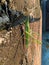 Green grasshopper on wall