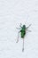 Green grasshopper on a wall Caelifera