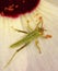 Green grasshopper on white flower