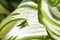 Green grasshopper on white leaf of Funkia plant