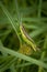 Green grasshopper at wildgrass