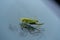 green grasshopper is on a windshield and eats the remains of insects