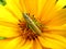 Green grasshopper on yellow flower.