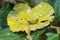 Green grasshopper on a yellow leaf in Ecuador\'s primary rainforest