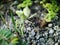 green grasshoppers among the gravel and grass