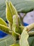 Green grasshoppers landed on the plants in front of the house