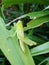 green grasshoppers perched on green leaves