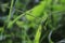 Green grasshoppers pereped on wildflowers