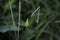 Green grasshoppers pereped on wildflowers